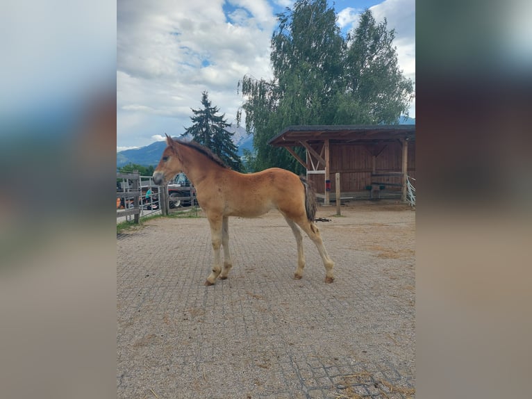 Welsh C (of Cob Type) Mare 1 year 14 hh Brown in Drobollach