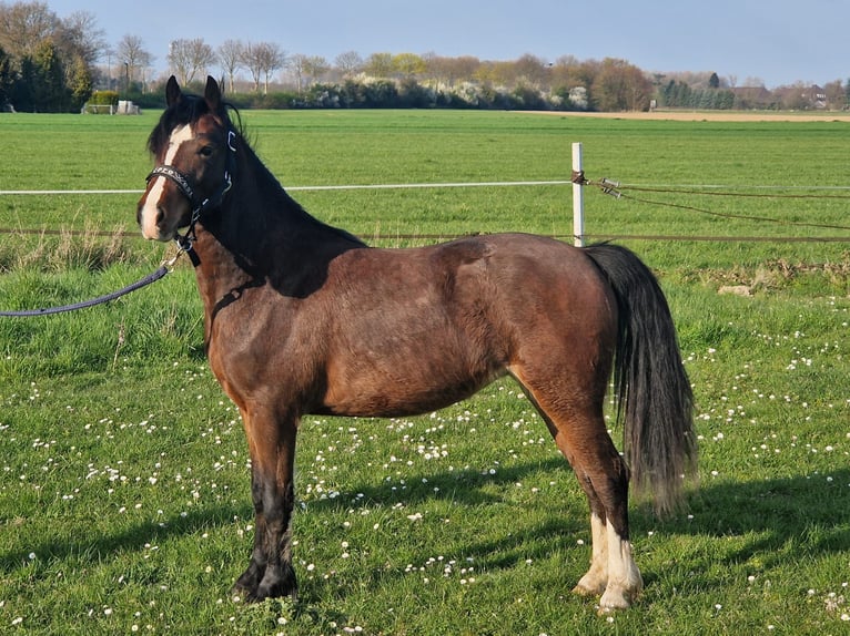 Welsh C (of Cob Type) Mare 2 years 12,2 hh Bay-Dark in Korschenbroich