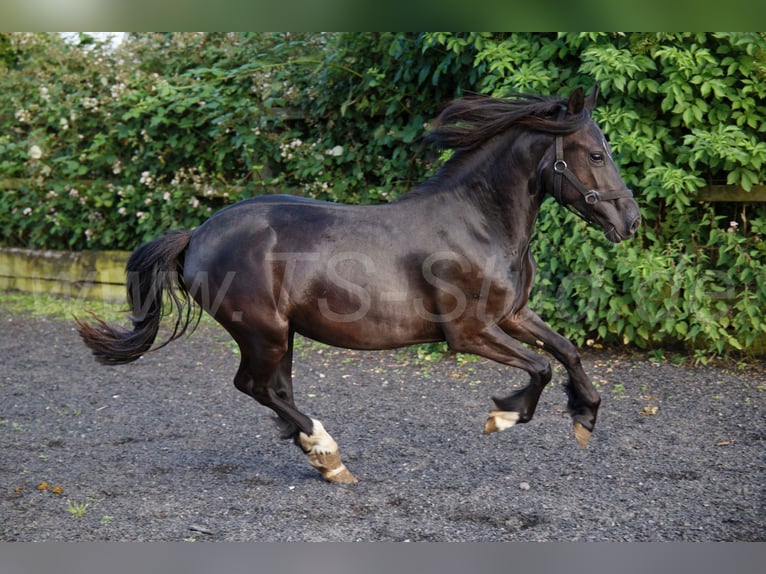 Welsh C (of Cob Type) Mare 2 years 13.2 hh Black in Meerbusch