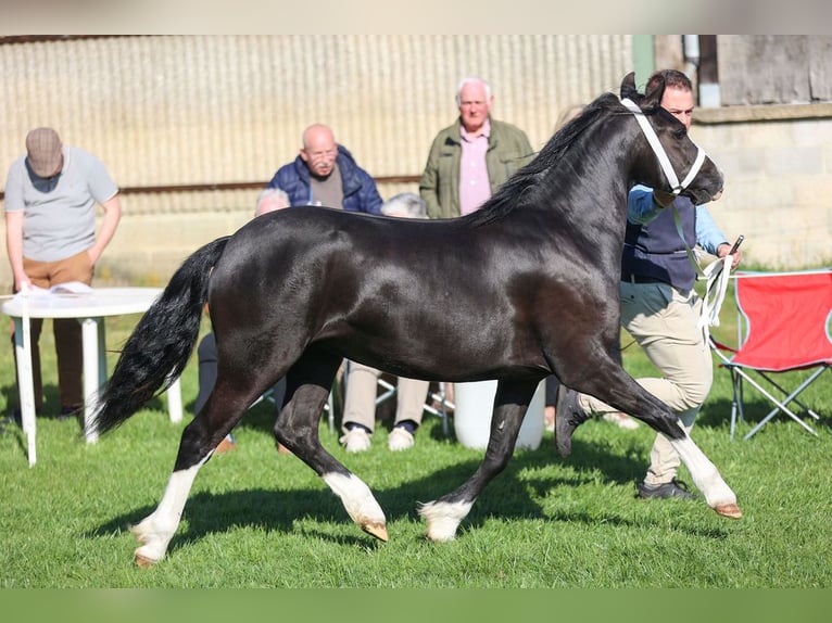 Welsh C (of Cob Type) Mare 2 years 13 hh Black in maldegem