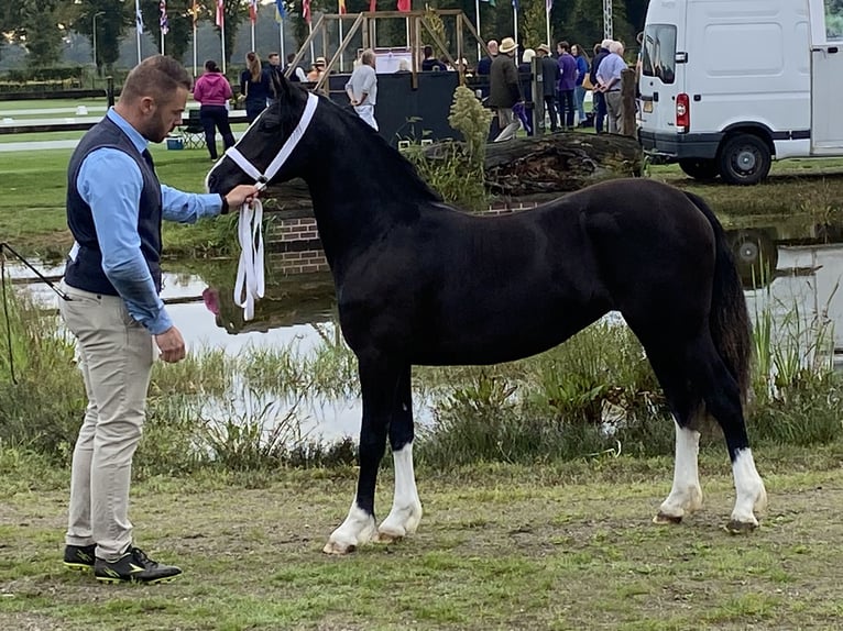 Welsh C (of Cob Type) Mare 2 years 13 hh Black in maldegem