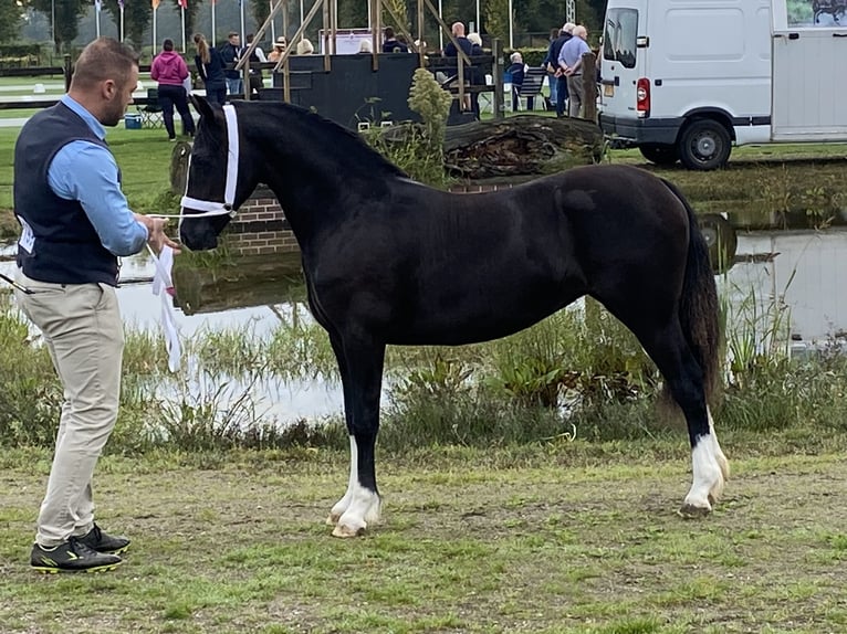 Welsh C (of Cob Type) Mare 2 years 13 hh Black in maldegem