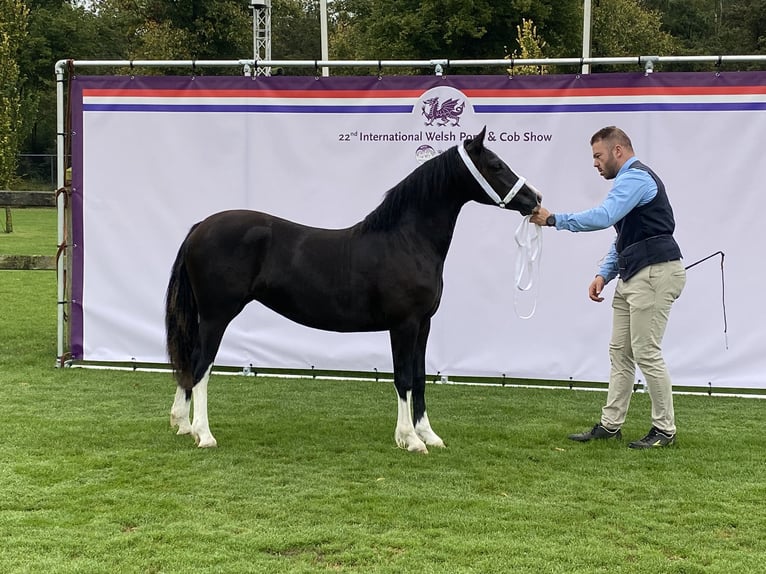 Welsh C (of Cob Type) Mare 2 years 13 hh Black in maldegem