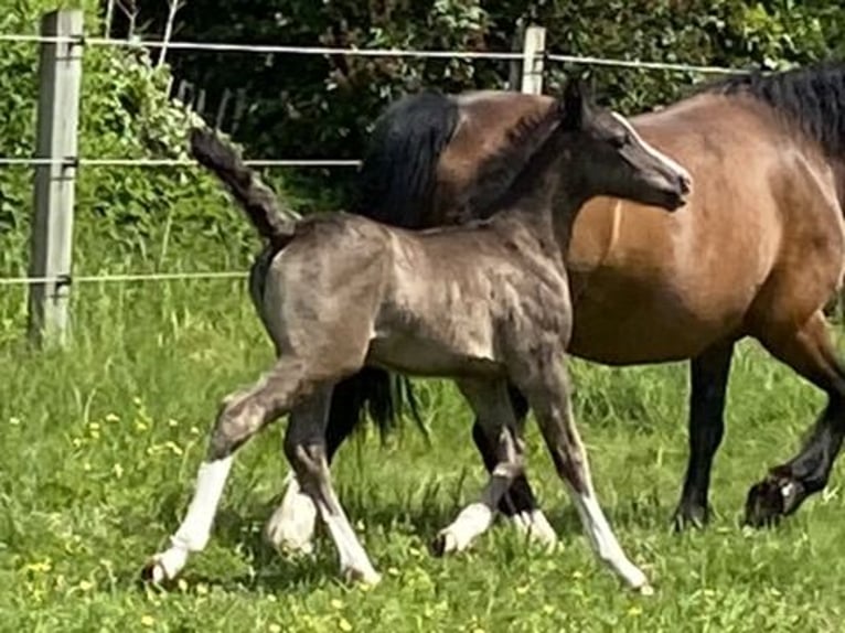 Welsh C (of Cob Type) Mare 2 years 13 hh Black in maldegem