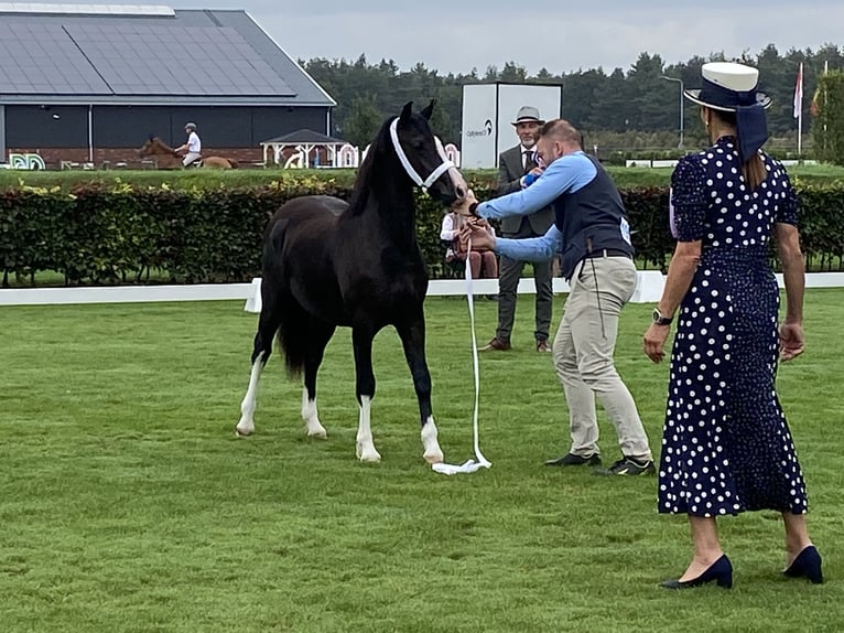 Welsh C (of Cob Type) Mare 2 years 13 hh Black in maldegem