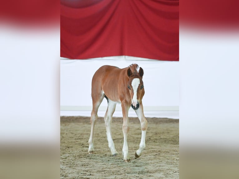 Welsh C (of Cob Type) Mare 2 years 14,2 hh Chestnut-Red in WeimarWeimar