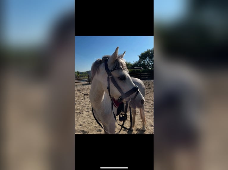 Welsh C (of Cob Type) Mare 3 years 13 hh Gray in Kortenaken