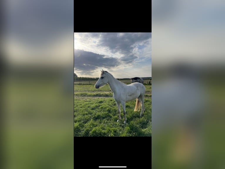 Welsh C (of Cob Type) Mare 3 years 13 hh Gray in Kortenaken