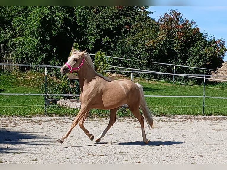 Welsh C (of Cob Type) Mare 3 years 13,2 hh Palomino in Probenzing