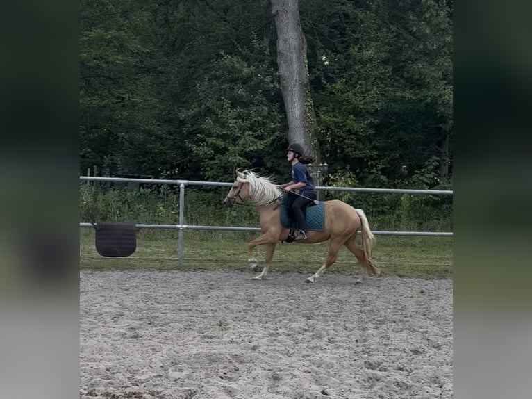 Welsh C (of Cob Type) Mare 4 years 12.3 hh Palomino in Kirchwalsede