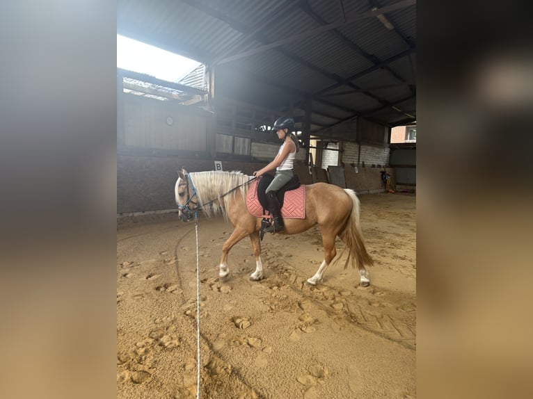 Welsh C (of Cob Type) Mare 4 years 12.3 hh Palomino in Kirchwalsede