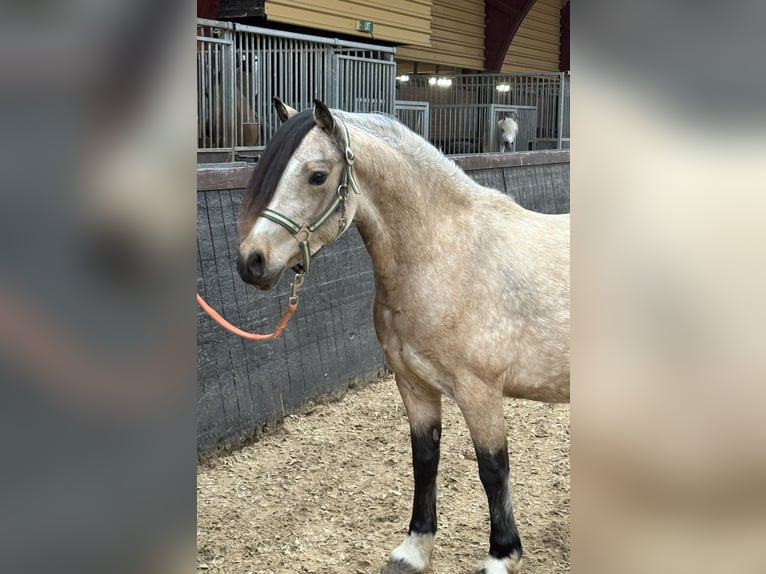 Welsh C (of Cob Type) Mare 4 years 12,2 hh Dun in Hengelo (Gld)