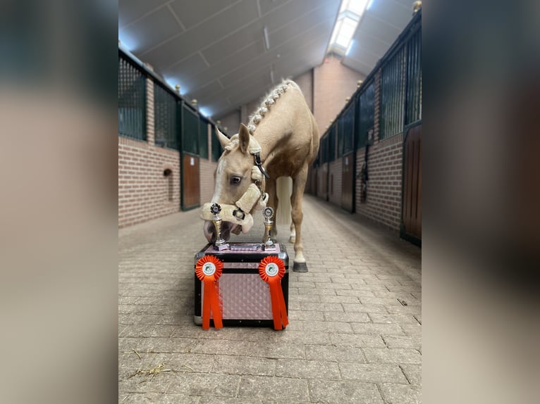 Welsh C (of Cob Type) Mare 4 years 12,3 hh Palomino in Lunteren