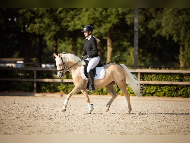 Welsh C (of Cob Type) Mare 4 years 12,3 hh Palomino in Lunteren