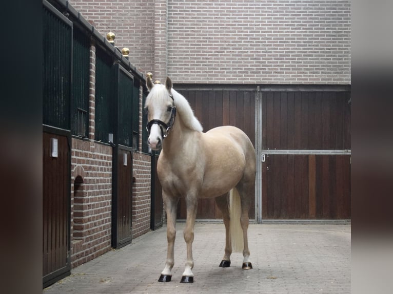 Welsh C (of Cob Type) Mare 4 years 12,3 hh Palomino in Lunteren