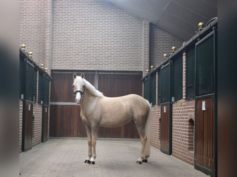 Welsh C (of Cob Type) Mare 4 years 12,3 hh Palomino in Lunteren