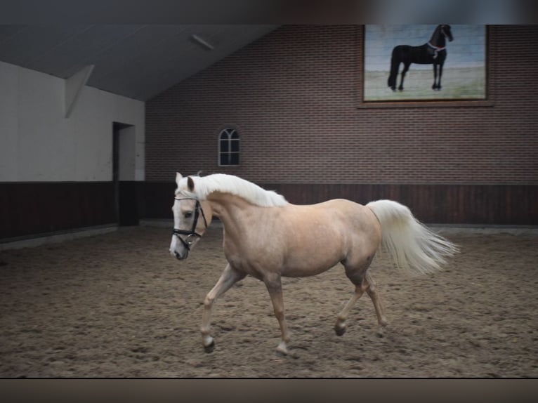 Welsh C (of Cob Type) Mare 4 years 12,3 hh Palomino in Lunteren