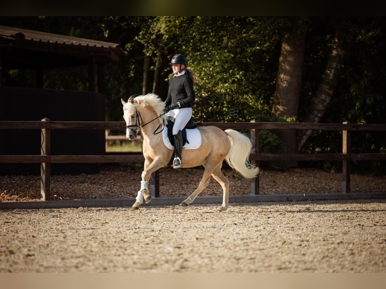 Welsh C (of Cob Type) Mare 4 years 12,3 hh Palomino in Lunteren