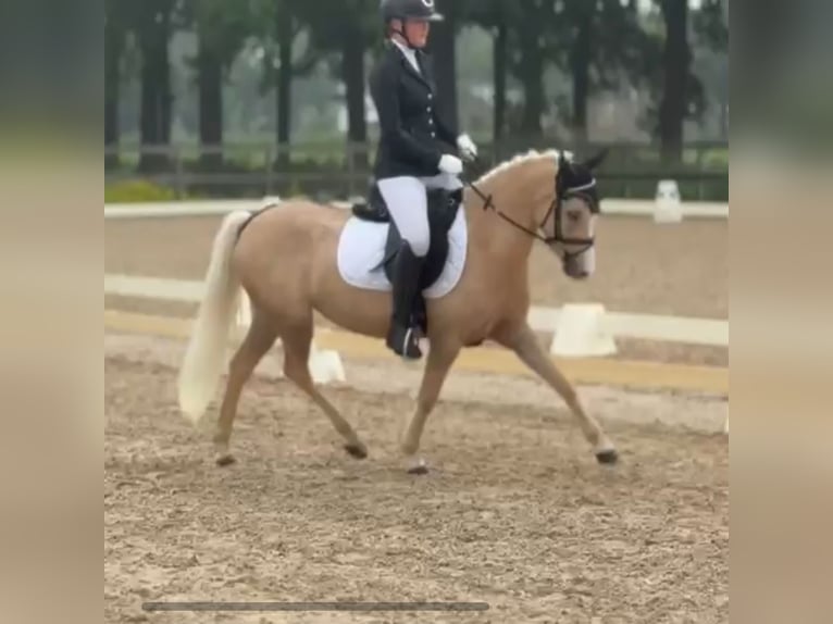 Welsh C (of Cob Type) Mare 4 years 12,3 hh Palomino in Lunteren