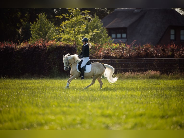 Welsh C (of Cob Type) Mare 4 years 12,3 hh Palomino in Lunteren
