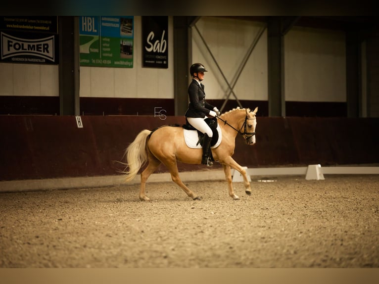 Welsh C (of Cob Type) Mare 4 years 12,3 hh Palomino in Lunteren