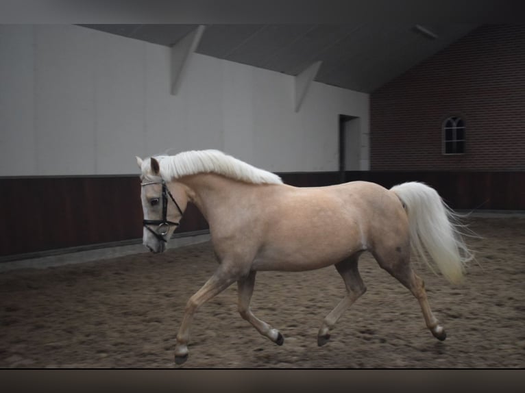 Welsh C (of Cob Type) Mare 4 years 12,3 hh Palomino in Lunteren
