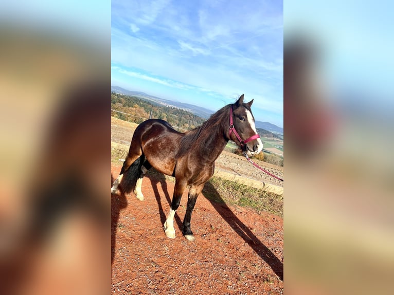 Welsh C (of Cob Type) Mare 4 years 13,1 hh Brown in Atzesberg