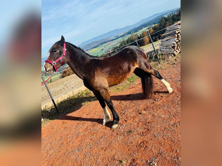 Welsh C (of Cob Type) Mare 4 years 13,1 hh Brown in Atzesberg