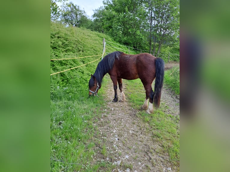 Welsh C (of Cob Type) Mare 5 years 12,2 hh Brown in Oberndorf