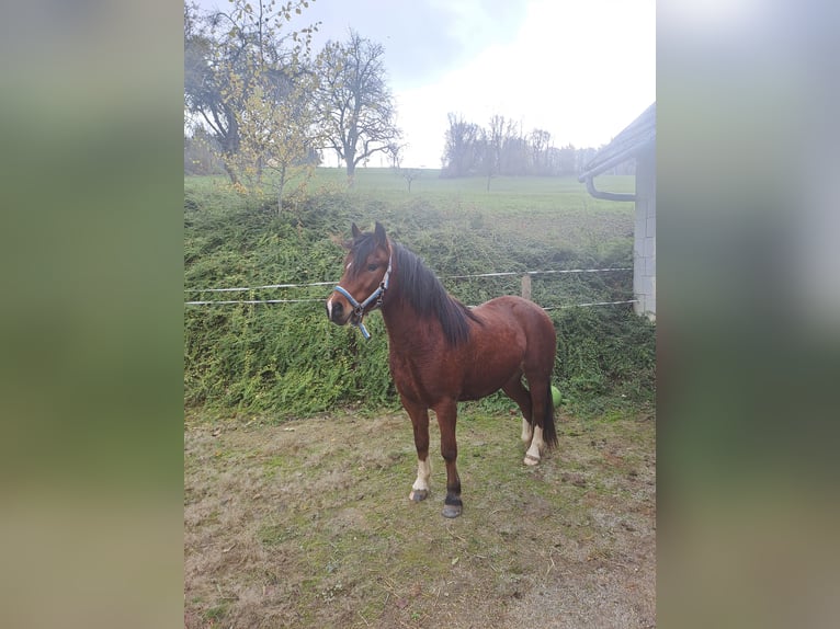 Welsh C (of Cob Type) Mare 5 years 12,2 hh Brown in Oberndorf
