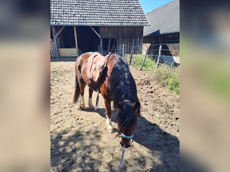 Welsh C (of Cob Type) Mare 5 years 12,2 hh Brown in Oberndorf
