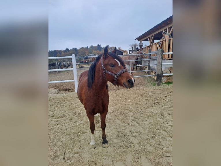 Welsh C (of Cob Type) Mare 5 years 12,2 hh Brown in Oberndorf