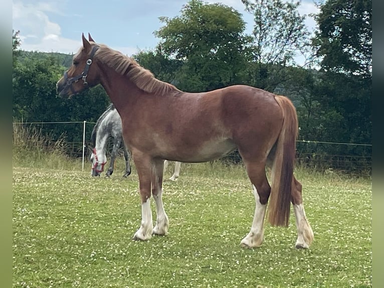 Welsh C (of Cob Type) Mare 5 years 13 hh Chestnut-Red in Steinborn