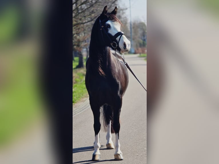 Welsh C (of Cob Type) Mare 5 years 14.1 hh Black in Someren