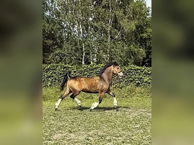 Welsh C (of Cob Type) Mare 5 years 14.1 hh Buckskin in Kokanin