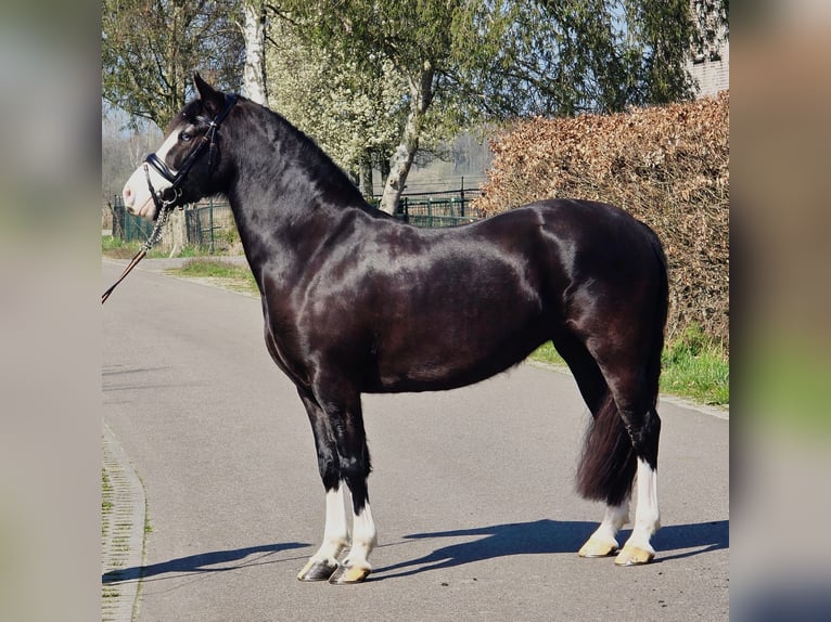 Welsh C (of Cob Type) Mare 5 years 14,1 hh Black in Someren
