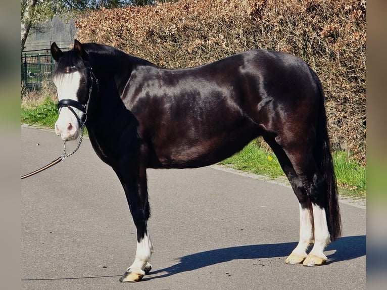 Welsh C (of Cob Type) Mare 5 years 14,1 hh Black in Someren