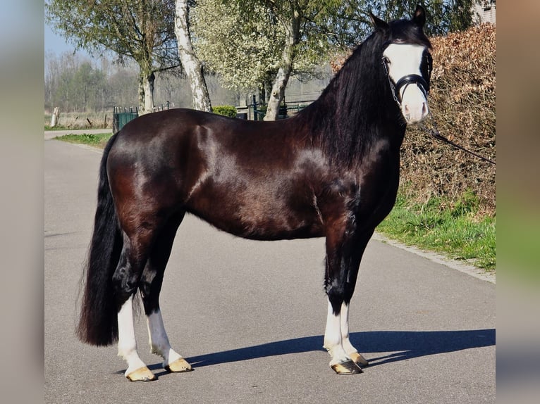 Welsh C (of Cob Type) Mare 5 years 14,1 hh Black in Someren