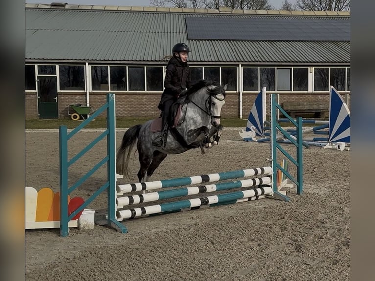 Welsh C (of Cob Type) Mare 6 years 12,3 hh Grey in Oost West en Middelbeers