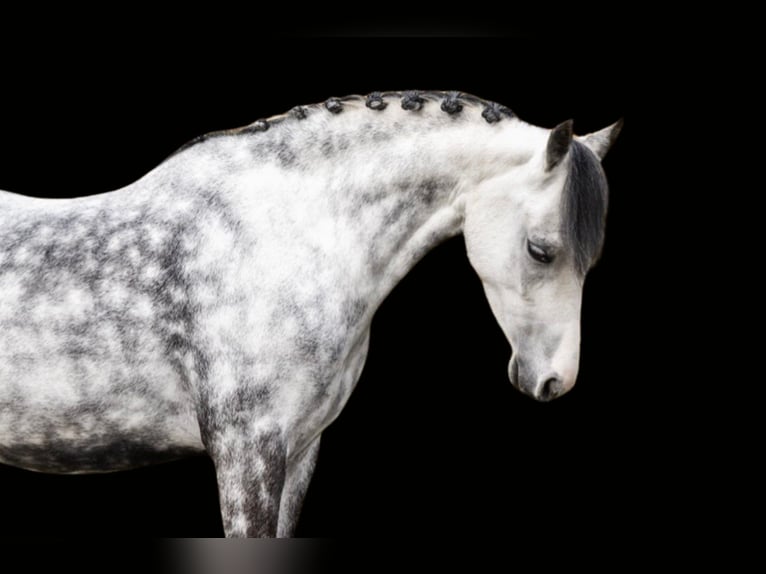 Welsh C (of Cob Type) Mare 6 years 12,3 hh Grey in Oost West en Middelbeers