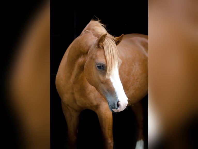 Welsh C (of Cob Type) Mix Mare 6 years 13,1 hh Chestnut-Red in Rheurdt