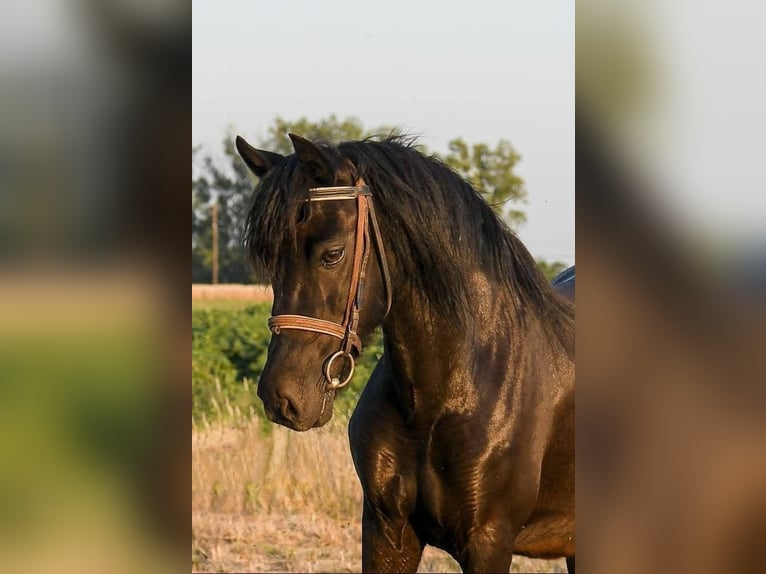 Welsh C (of Cob Type) Mare 6 years 13,2 hh Black in Budapest