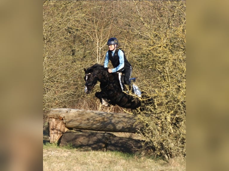 Welsh C (of Cob Type) Mare 7 years 12.3 hh Black in Krumstedt