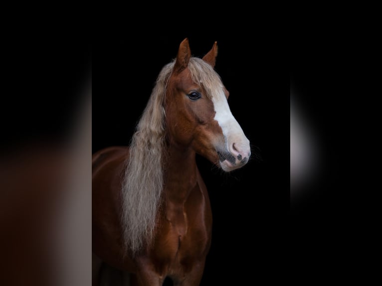 Welsh C (of Cob Type) Mare 7 years 12.3 hh Brown in Dorst