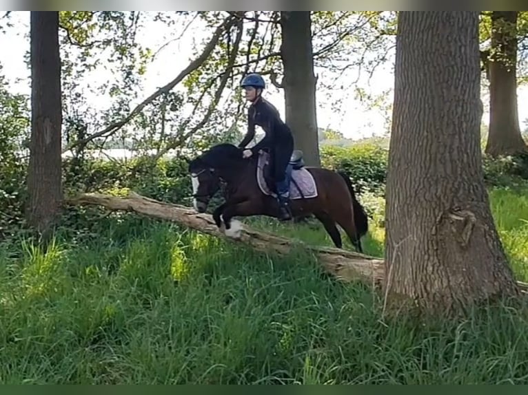 Welsh C (of Cob Type) Mare 7 years 12,2 hh Bay-Dark in Wildeshausen