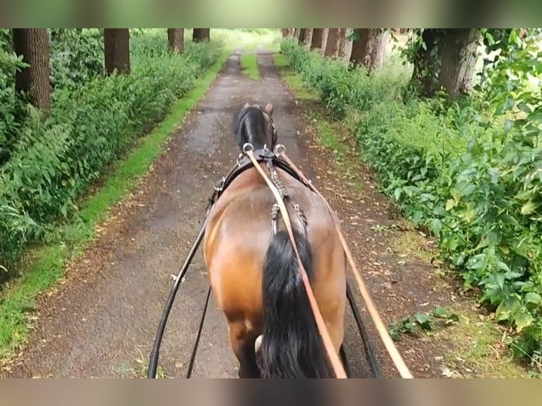 Welsh C (of Cob Type) Mare 7 years 12,2 hh Bay-Dark in Wildeshausen