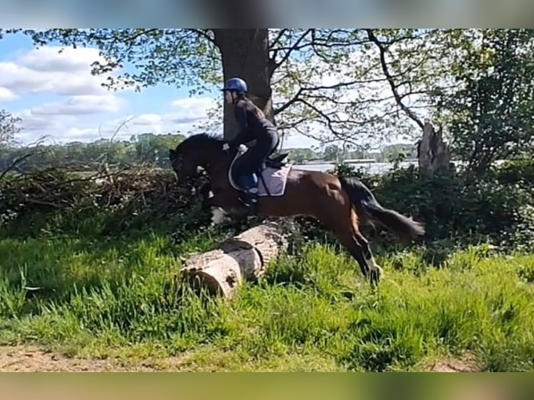 Welsh C (of Cob Type) Mare 7 years 12,2 hh Bay-Dark in Wildeshausen
