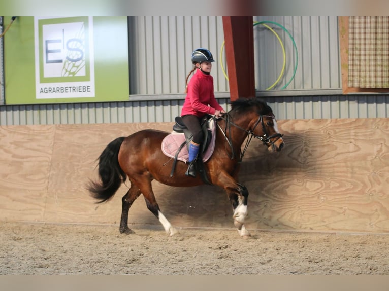 Welsh C (of Cob Type) Mare 7 years 12,2 hh Bay-Dark in Wildeshausen