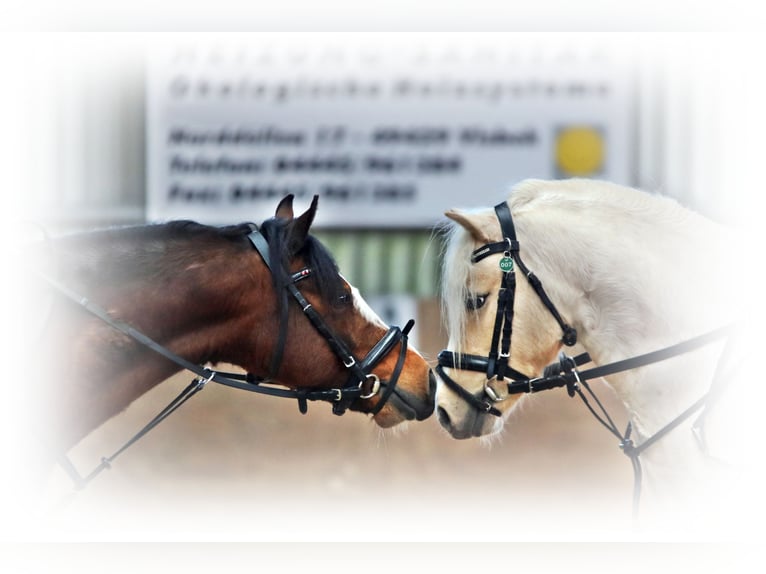 Welsh C (of Cob Type) Mare 7 years 12,2 hh Bay-Dark in Wildeshausen