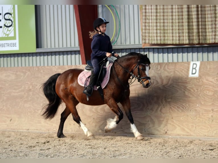 Welsh C (of Cob Type) Mare 7 years 12,2 hh Bay-Dark in Wildeshausen